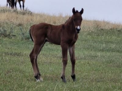 Top Gun Wolfman JW <BR>AQHA PENDING